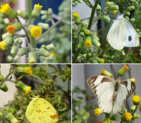 Blumea balsamifera - Sembung Balm, Ngai Cannon, Sambong, Mugongre - Image 8