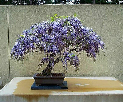 Bolusanthus speciosus / Lonchocarpus speciosus - Tree Wisteria, African Wisteria, Elephantwood, Elephant Wood
