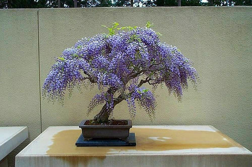 Bolusanthus speciosus / Lonchocarpus speciosus - Tree Wisteria, African Wisteria, Elephantwood, Elephant Wood
