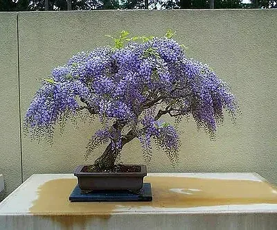 Bolusanthus speciosus / Lonchocarpus speciosus - Tree Wisteria, African Wisteria, Elephantwood, Elephant Wood