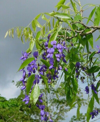 Bolusanthus speciosus / Lonchocarpus speciosus - Tree Wisteria, African Wisteria, Elephantwood, Elephant Wood - Image 3