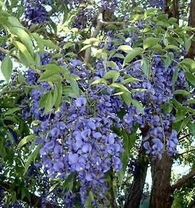 Bolusanthus speciosus / Lonchocarpus speciosus - Tree Wisteria, African Wisteria, Elephantwood, Elephant Wood - Image 5