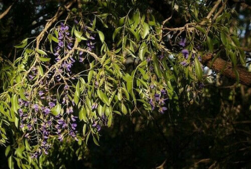 Bolusanthus speciosus / Lonchocarpus speciosus - Tree Wisteria, African Wisteria, Elephantwood, Elephant Wood - Image 7