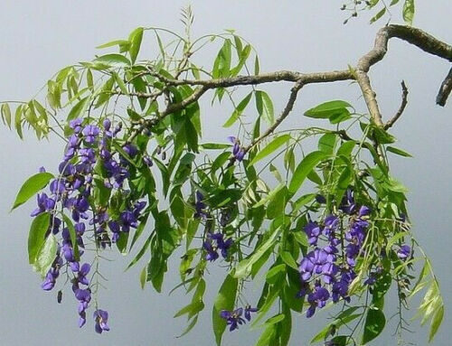 Bolusanthus speciosus / Lonchocarpus speciosus - Tree Wisteria, African Wisteria, Elephantwood, Elephant Wood - Image 8