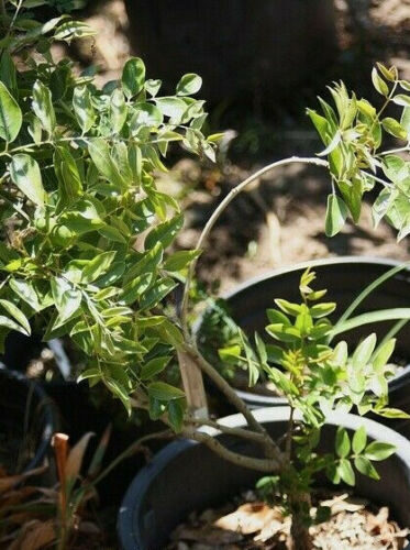 Bolusanthus speciosus / Lonchocarpus speciosus - Tree Wisteria, African Wisteria, Elephantwood, Elephant Wood - Image 9