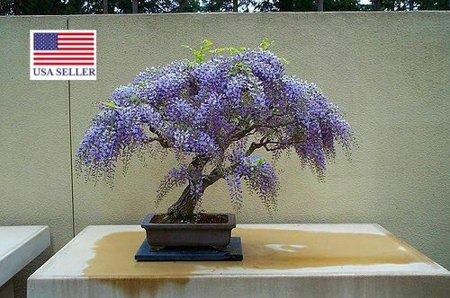 Bolusanthus speciosus / Lonchocarpus speciosus - Tree Wisteria, African Wisteria, Elephantwood, Elephant Wood - Image 10