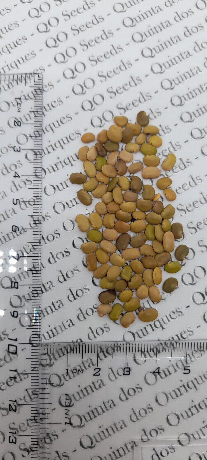 Bolusanthus speciosus / Lonchocarpus speciosus - Tree Wisteria, African Wisteria, Elephantwood, Elephant Wood - Image 11