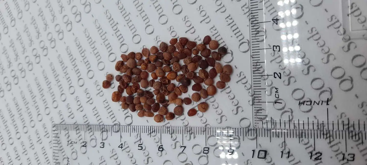 Bomarea multiflora - Colombian Climbing Lily - Image 3