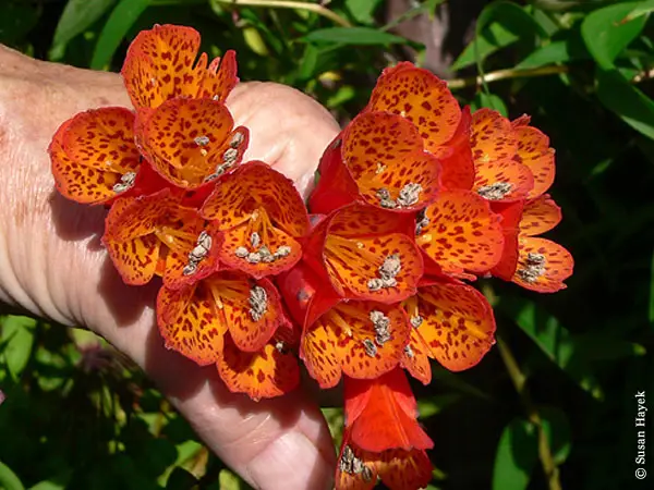 Bomarea multiflora - Colombian Climbing Lily - Image 5