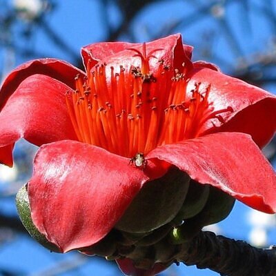 Bombax ceiba - Red Cotton Tree, Silk Cotton Tree, Simal, Kapok, Bombax malabaricum
