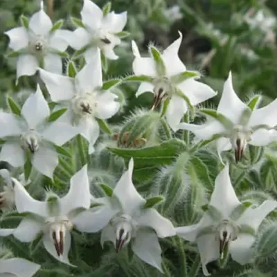 Borago officinalis 'Alba' - Blowing, flower of joy, borage white flowering