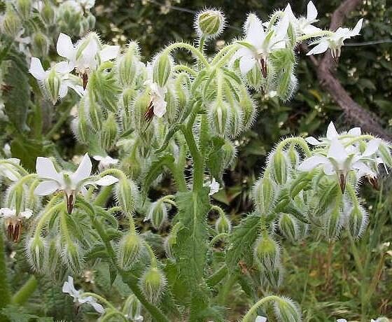 Borago officinalis 'Alba' - Blowing, flower of joy, borage white flowering - Image 3
