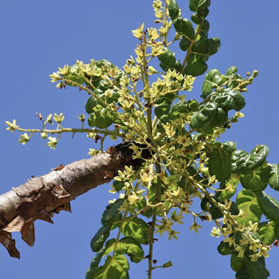 Boswellia serrata - Indian Frankincense, Salai Guggul, Shallaki