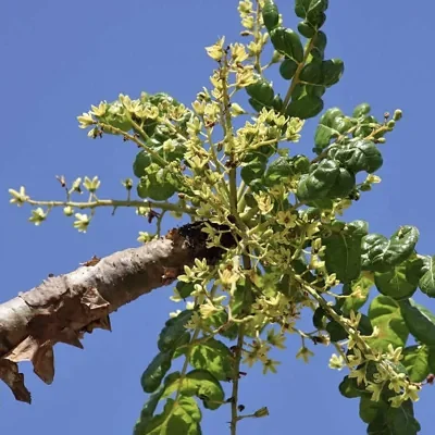 Boswellia serrata - Indian Frankincense, Salai Guggul, Shallaki