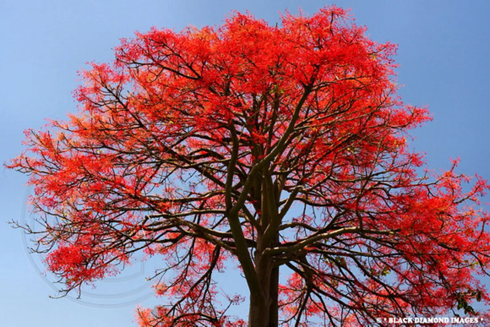Brachychiton acerifolius - Illawarra Flame Tree - Image 3