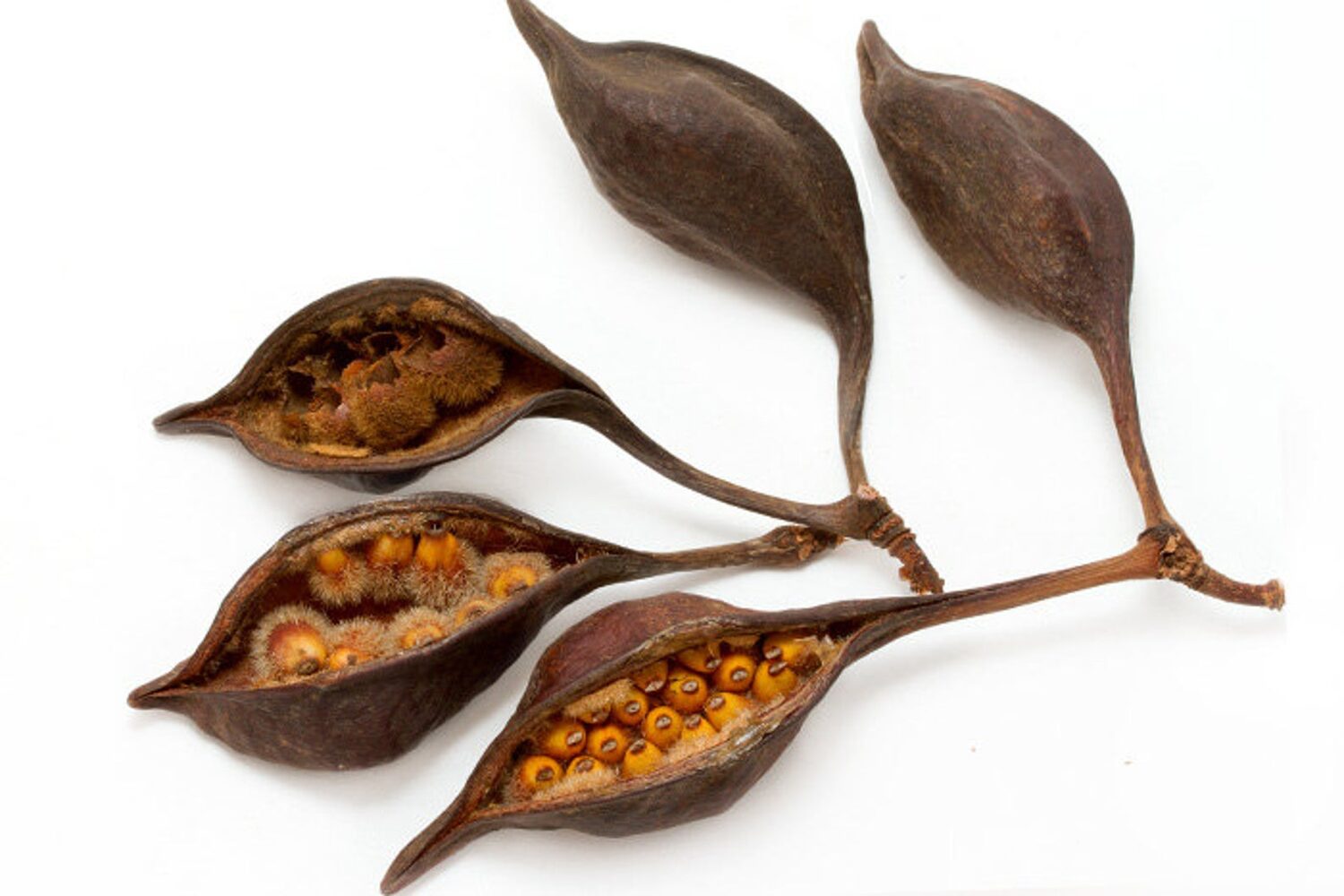 Brachychiton acerifolius - Illawarra Flame Tree - Image 4
