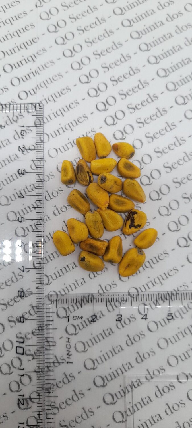 Brachychiton acerifolius - Illawarra Flame Tree - Image 6