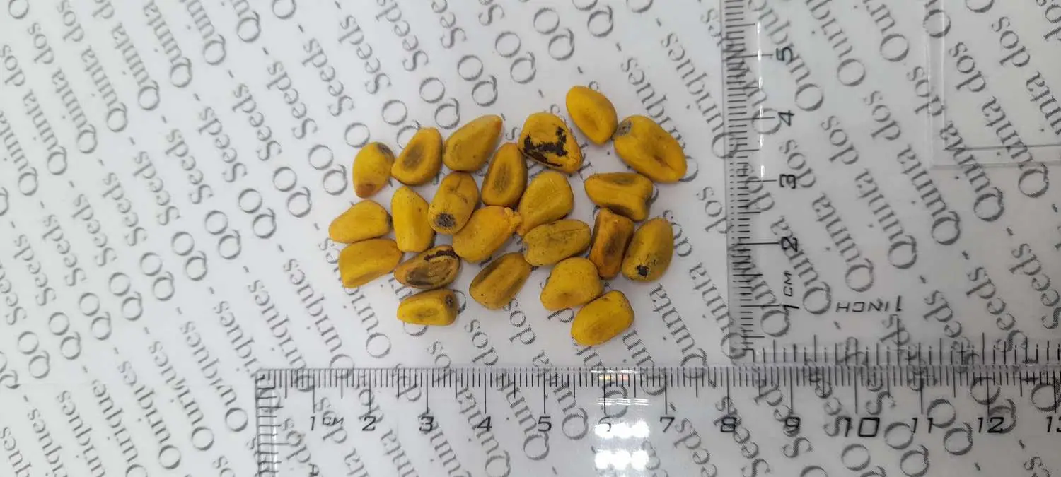 Brachychiton acerifolius - Illawarra Flame Tree - Image 6