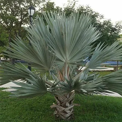 Brahea armata - Mexican blue palm tree