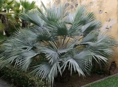 Brahea armata - Mexican blue palm tree - Image 2
