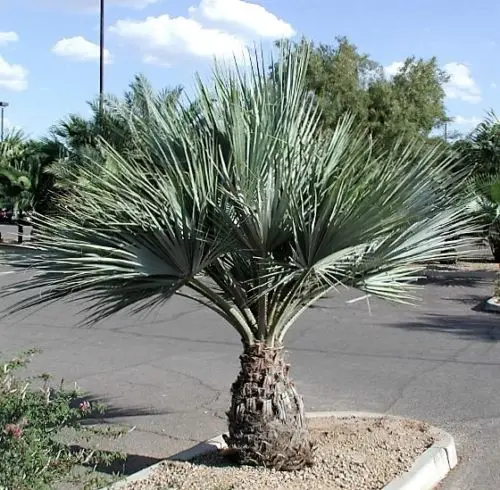Brahea armata - Mexican blue palm tree - Image 3