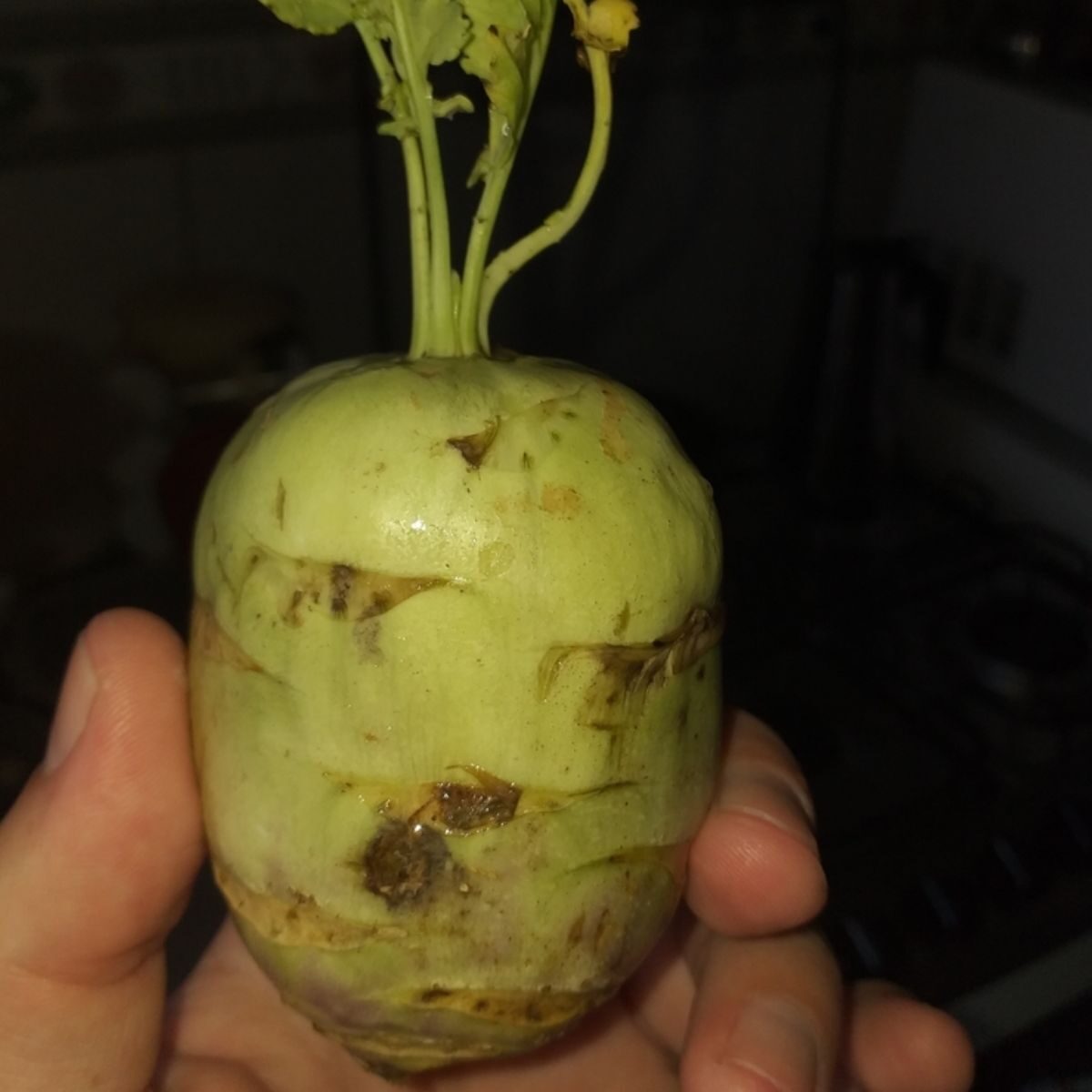 Brassica oleracea var. gongylodes - Kohlrabi, German Turnip Cabbage, Knol Khol - Image 3