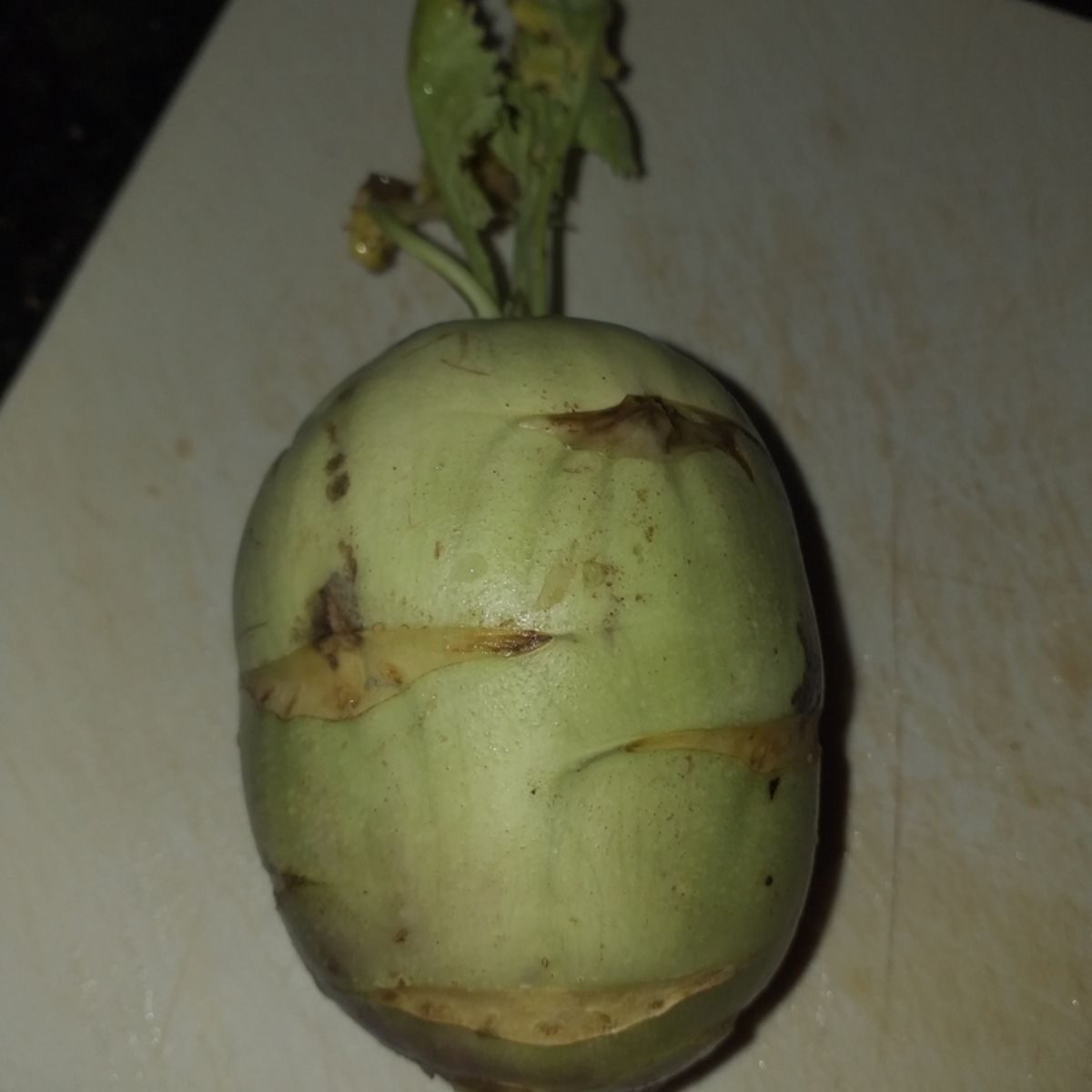 Brassica oleracea var. gongylodes - Kohlrabi, German Turnip Cabbage, Knol Khol - Image 4