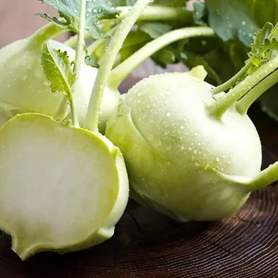 Brassica oleracea var. gongylodes - Kohlrabi, German Turnip Cabbage, Knol Khol