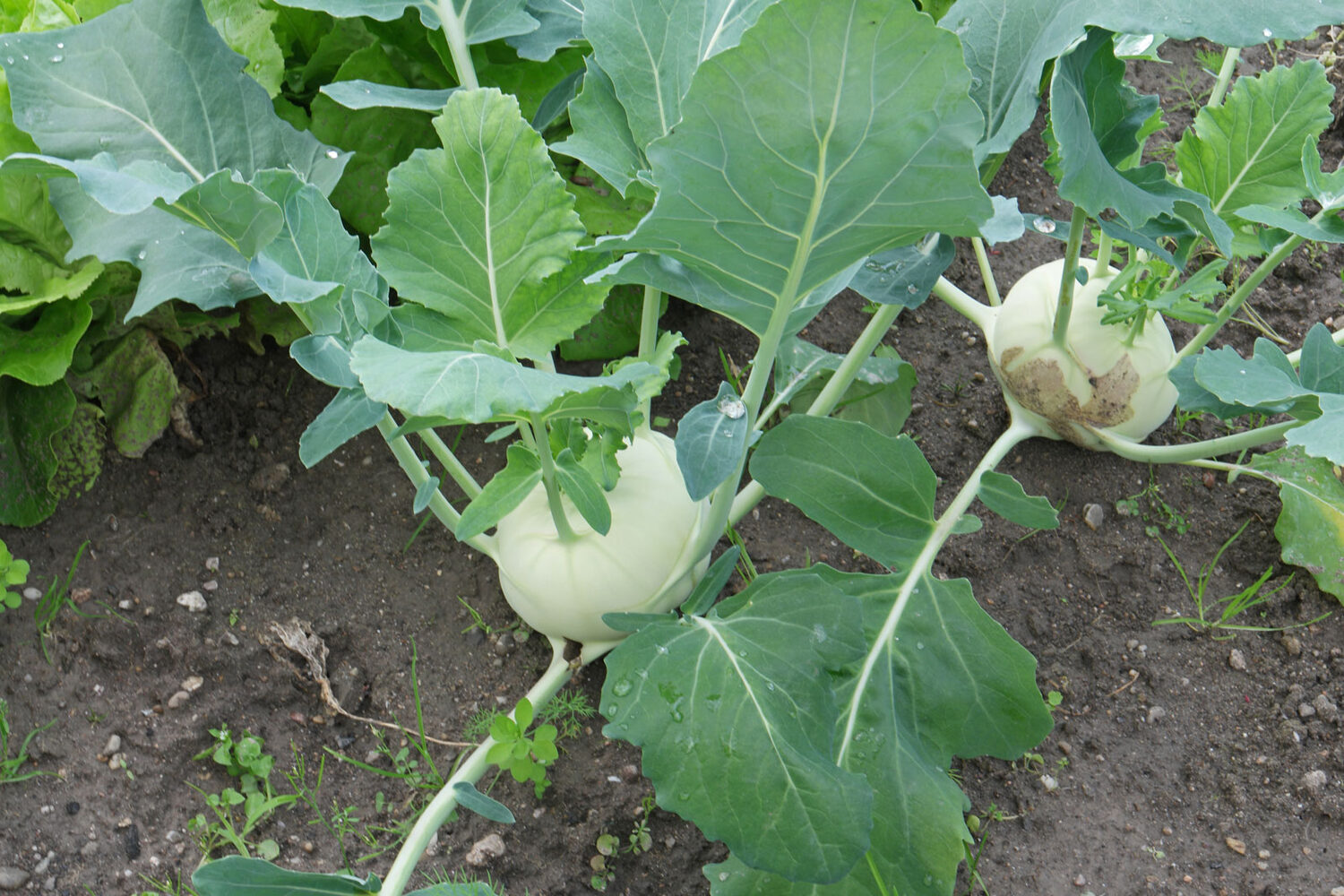 Brassica oleracea var. gongylodes - Kohlrabi, German Turnip Cabbage, Knol Khol - Image 8