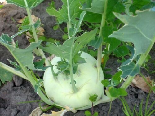 Brassica oleracea var. gongylodes - Kohlrabi, German Turnip Cabbage, Knol Khol - Image 9