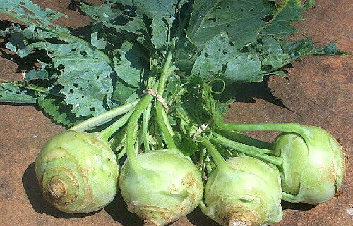 Brassica oleracea var. gongylodes - Kohlrabi, German Turnip Cabbage, Knol Khol - Image 13