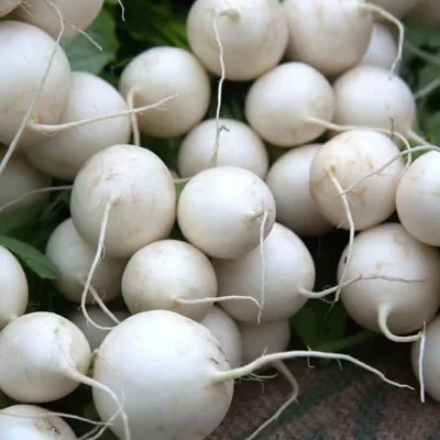 Brassica rapa subsp. rapa - Turnip