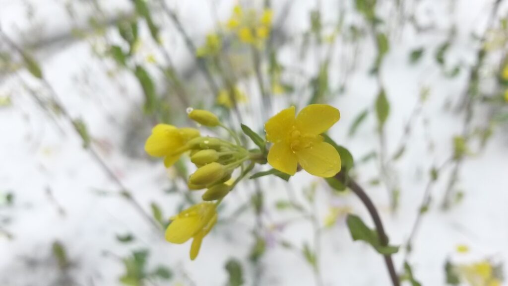 Brassica rapa subsp. rapa - Turnip - Image 3