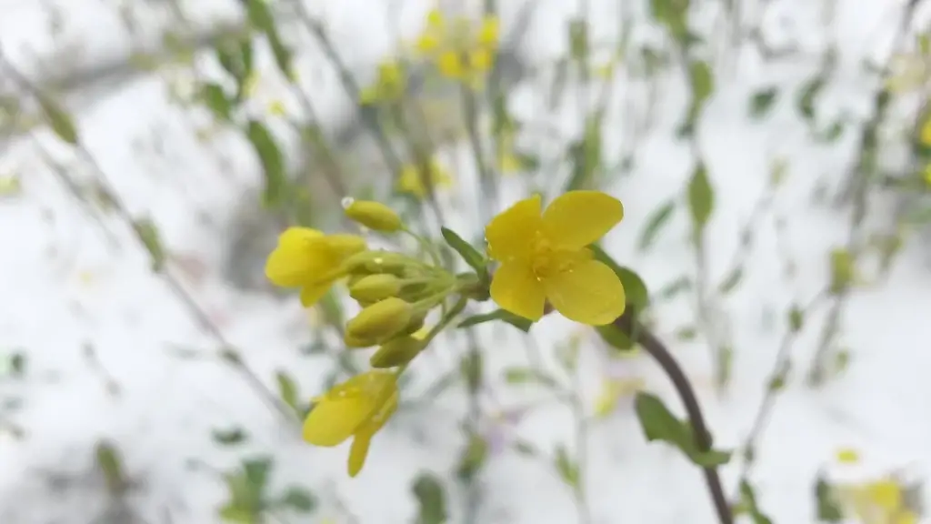 Brassica rapa subsp. rapa - Turnip - Image 3