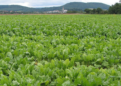 Brassica rapa subsp. rapa - Turnip - Image 4