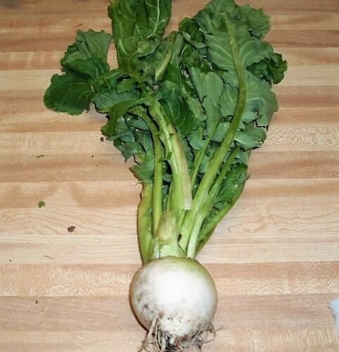 Brassica rapa subsp. rapa - Turnip - Image 6