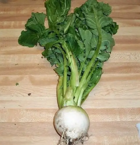 Brassica rapa subsp. rapa - Turnip - Image 6