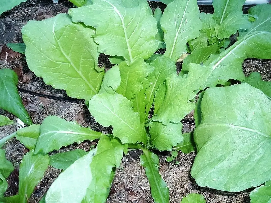 Brassica rapa subsp. rapa - Turnip - Image 9