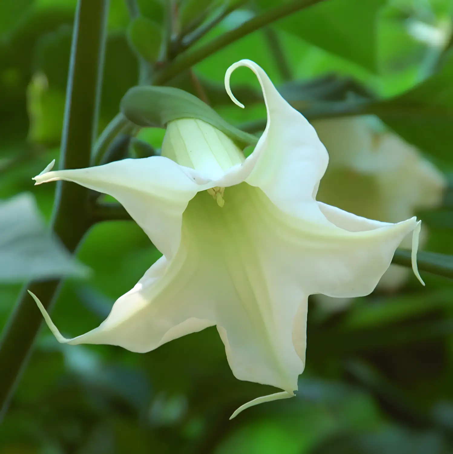 Brugmansia arborea - Trompe of Angels, Angel Trumpet, Petticoat of Venus - Image 13