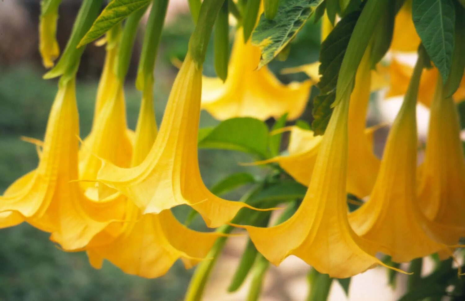 Brugmansia aurea / Datura aurea / Brugmansia affinis / Datura affinis - Golden Angel's Trumpet, Datura Sanguinea Golden