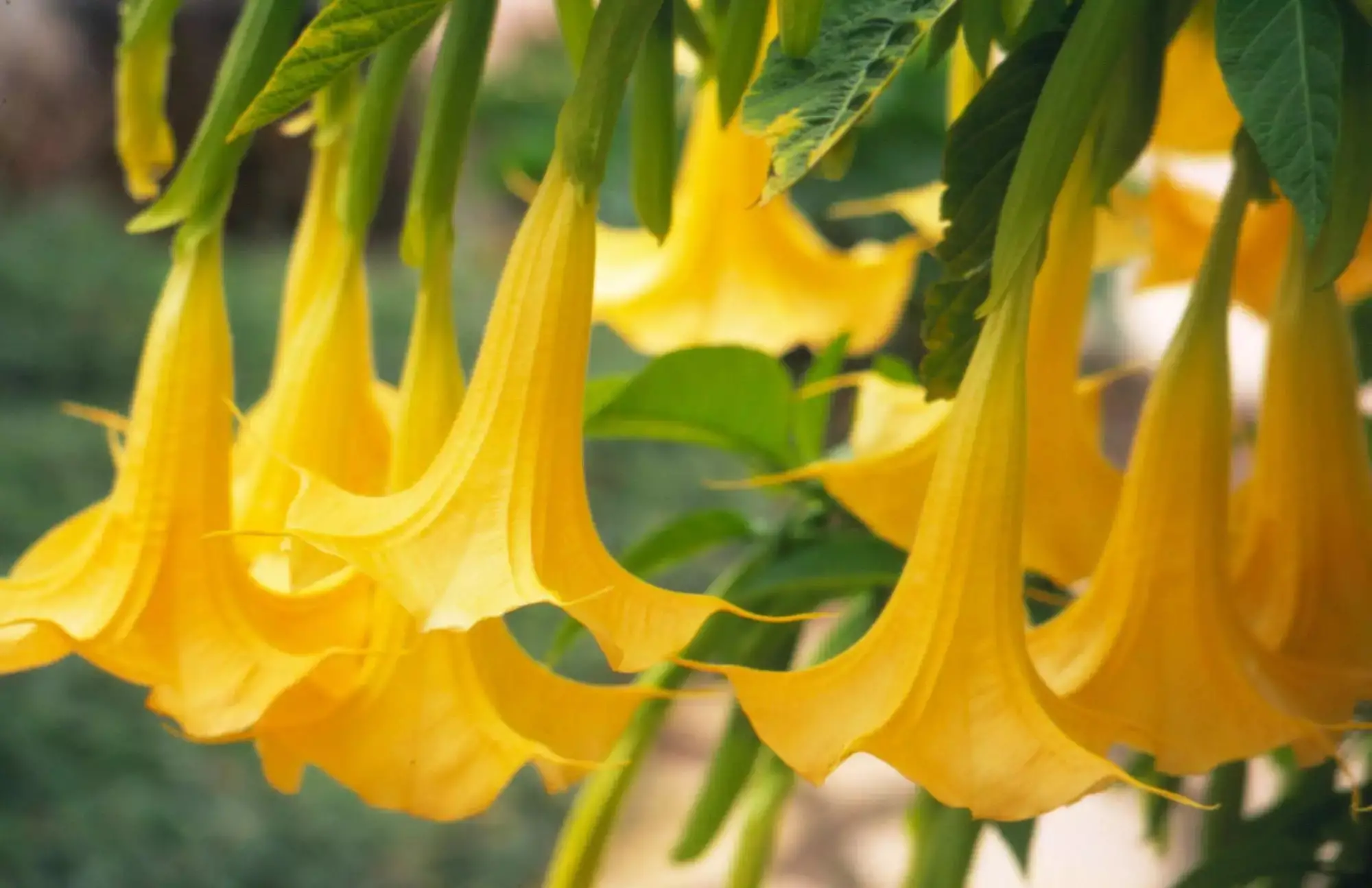 Brugmansia aurea / Datura aurea / Brugmansia affinis / Datura affinis - Golden Angel's Trumpet, Datura Sanguinea Golden