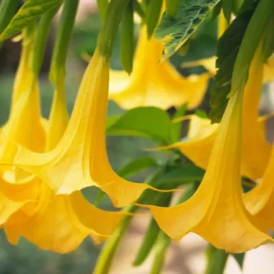 Brugmansia aurea / Datura aurea / Brugmansia affinis / Datura affinis - Golden Angel's Trumpet, Datura Sanguinea Golden