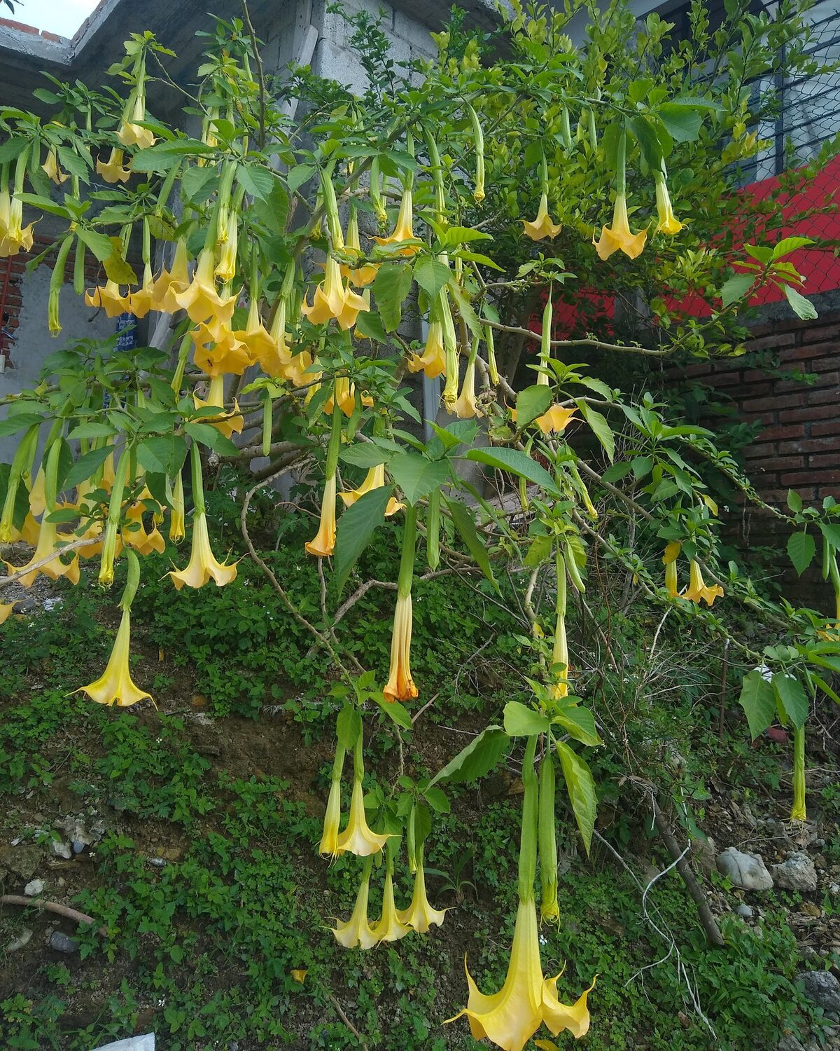 Brugmansia aurea / Datura aurea / Brugmansia affinis / Datura affinis - Golden Angel's Trumpet, Datura Sanguinea Golden - Image 2