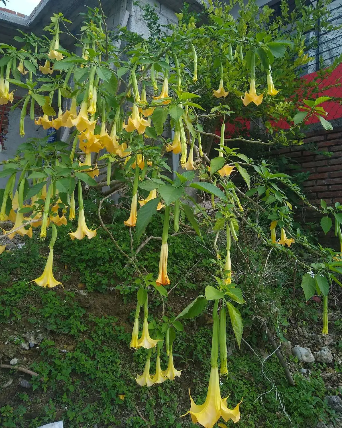 Brugmansia aurea / Datura aurea / Brugmansia affinis / Datura affinis - Golden Angel's Trumpet, Datura Sanguinea Golden - Image 2