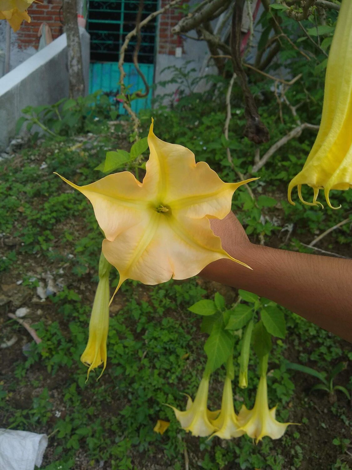 Brugmansia aurea / Datura aurea / Brugmansia affinis / Datura affinis - Golden Angel's Trumpet, Datura Sanguinea Golden - Image 3