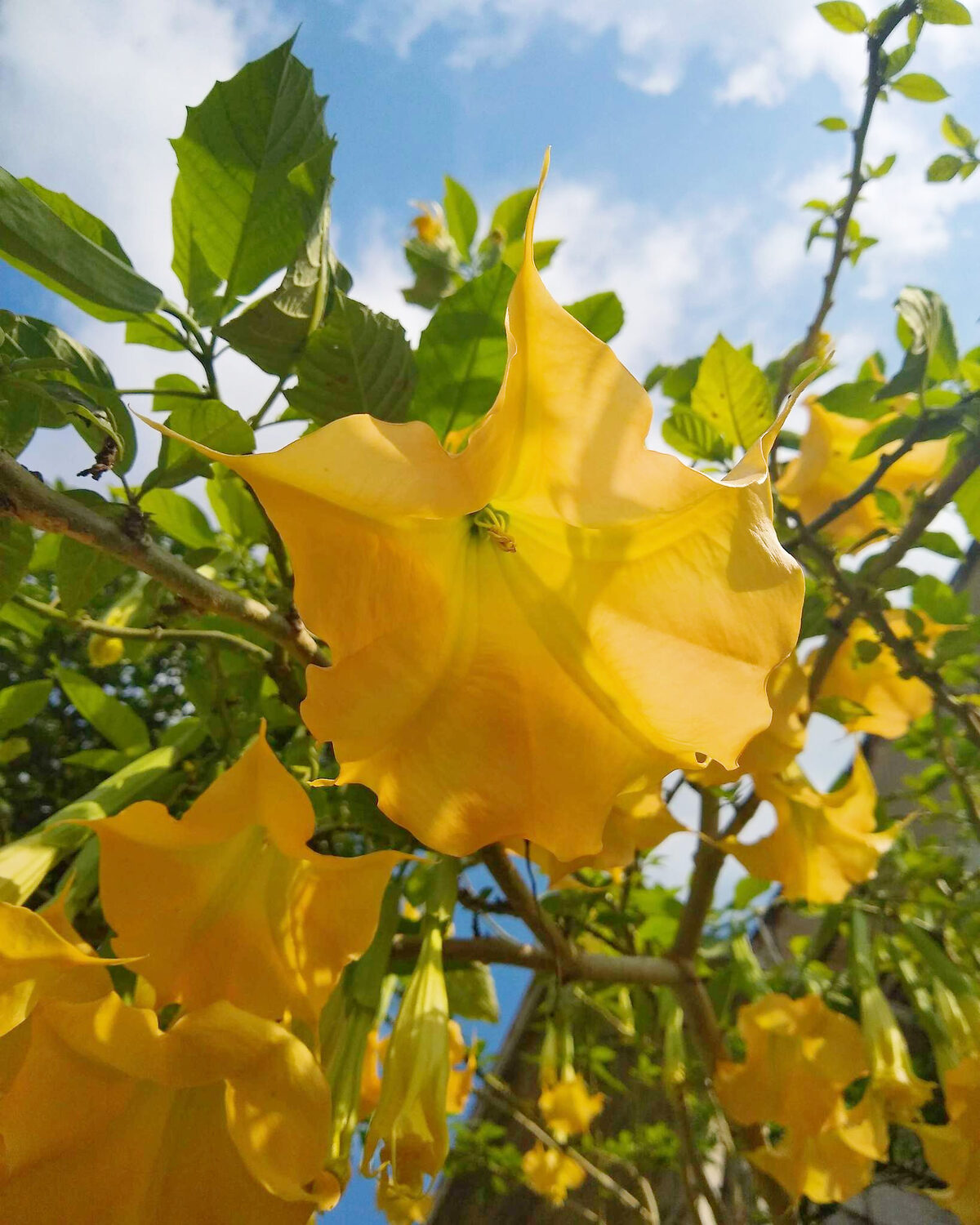 Brugmansia aurea / Datura aurea / Brugmansia affinis / Datura affinis - Golden Angel's Trumpet, Datura Sanguinea Golden - Image 5