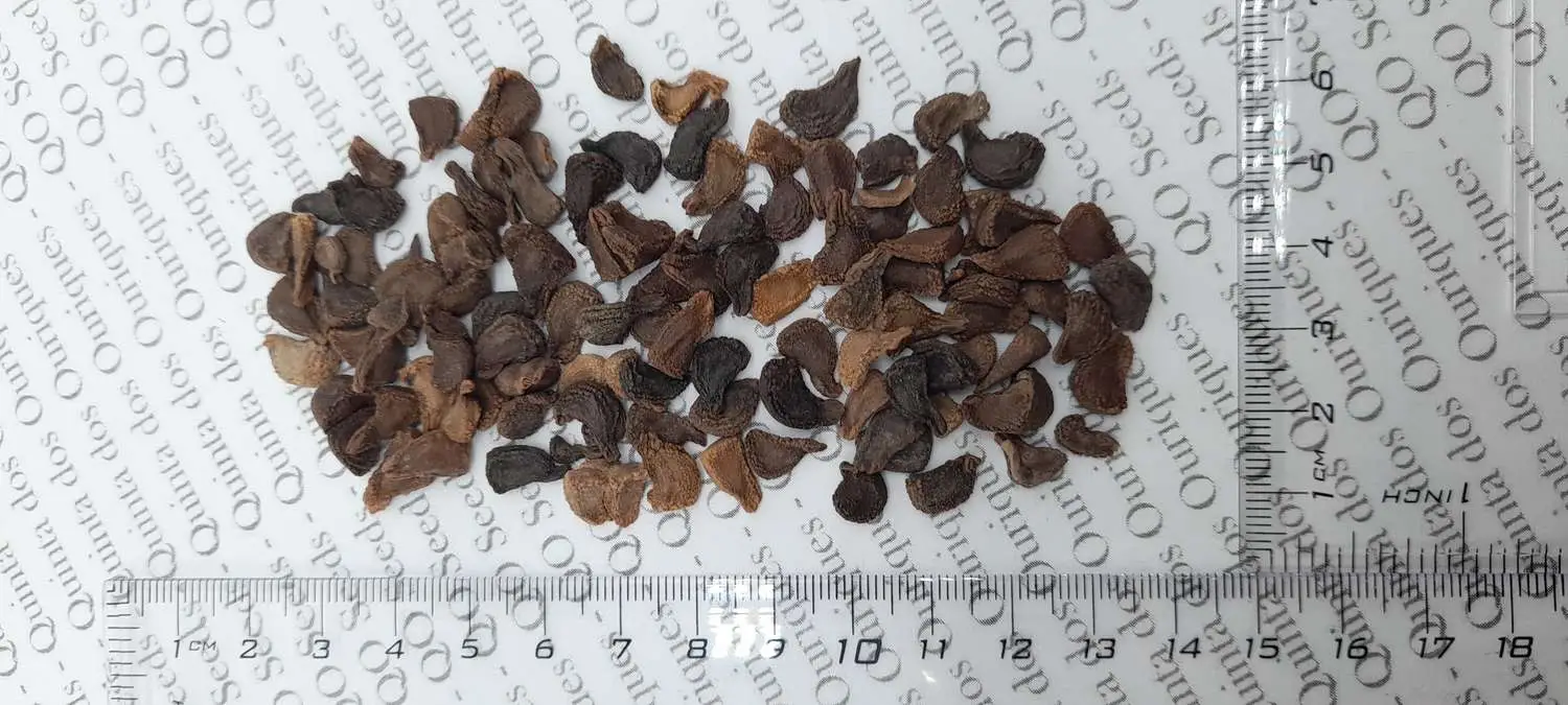 Brugmansia aurea / Datura aurea / Brugmansia affinis / Datura affinis - Golden Angel's Trumpet, Datura Sanguinea Golden - Image 6