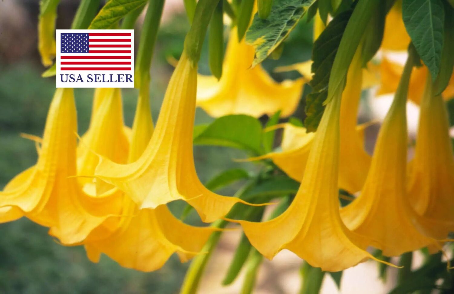 Brugmansia aurea / Datura aurea / Brugmansia affinis / Datura affinis - Golden Angel's Trumpet, Datura Sanguinea Golden - Image 7