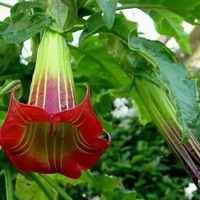 Brugmansia sanguinea / Brugmansia lutea / Datura sanguinea - Red Angel's Trumpet, Red Brugmansia, Red Datura Tree, Red Angel Trumpet Tree, Scarlet Angels