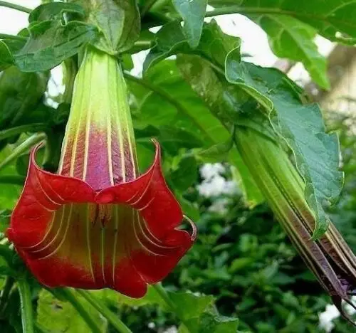 Brugmansia sanguinea / Brugmansia lutea / Datura sanguinea - Red Angel's Trumpet, Red Brugmansia, Red Datura Tree, Red Angel Trumpet Tree, Scarlet Angels